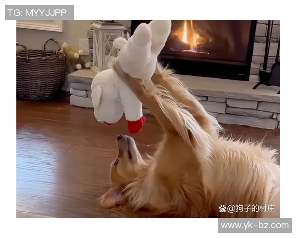 小狗足球玩具带来的快乐时光让宠物与主人共享无尽乐趣与亲密互动